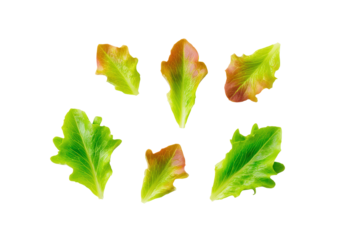 Whole red-leaf lettuce head isolated on transparent background imparts artisan market feel to farm-to-table branding