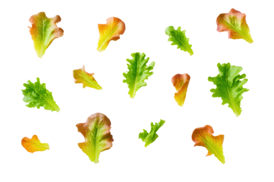 Red-leaf lettuce half showing veins isolated on transparent background ideal for nutrient-density infographic assets