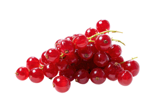 Whole red-currant strand isolated on transparent background lends jewel-like sparkle to patisserie glaze adverts and holiday punch flyers