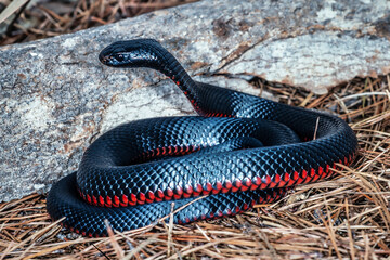 Fototapeta premium Australian Red-bellied Black Snake with hood flattened in defensive stance