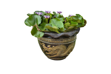 In a pot filled with water, a beautiful pink lotus flower was blooming and green lotus leaves. Isolated on White background.