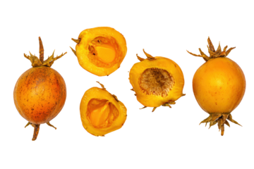 Whole pequi fruit isolated on transparent background ideal for Brazilian cerrado superfood education materials