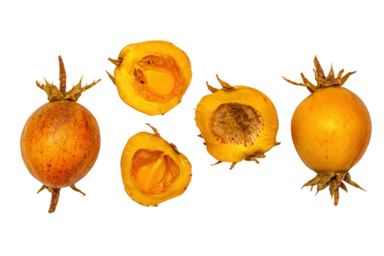 Whole pequi fruit isolated on transparent background ideal for Brazilian cerrado superfood education materials