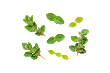 Minimal dried-oregano motif on transparent background offers earthy seasoning accent for gourmet salt labels