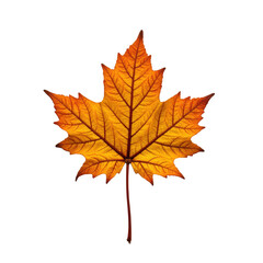 Vibrant autumn maple leaf in shades of orange and yellow, beautiful fall nature, isolated on transparent background, perfect for seasonal designs..