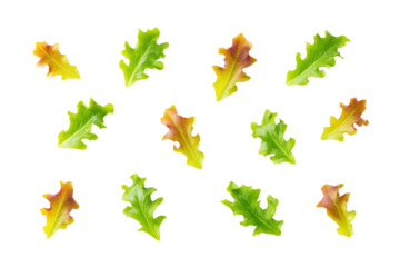 Red oak-leaf lettuce bunch on transparent background perfect for farm-to-table subscription marketing