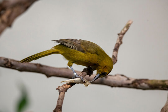 The Montserrat Oriole (Icterus oberi).