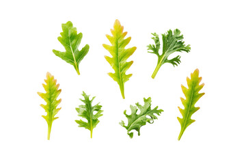 Minimal red-mizuna motif on transparent background provides vivid accent for wellness-juice label designs