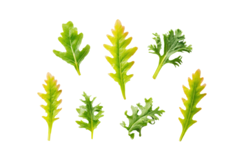 Minimal red-mizuna motif on transparent background provides vivid accent for wellness-juice label designs