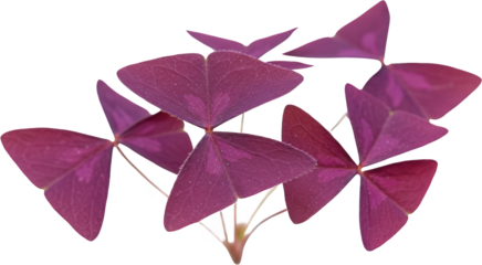 Vibrant Purple Oxalis Triangularis Plant Close up Detail of Heart Shaped Leaves Isolated on Black