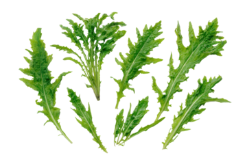 Minimal mizuna-leaf motif on transparent background supplies leafy texture to plant-based protein bar labels