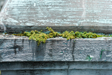 Captured is the tranquil resilience of nature as tiny plants thrive atop aging weathered stone,...