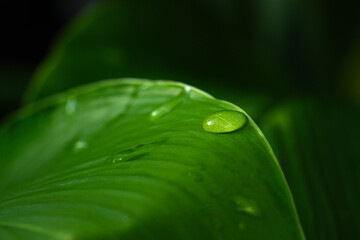 Close-up green leaf with water drops in the rainy day for natural background.