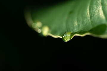 Close-up green leaf with water drops in the rainy day for natural background.