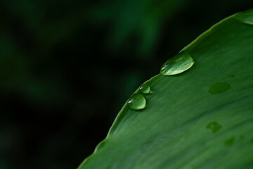 Close-up green leaf with water drops in the rainy day for natural background.