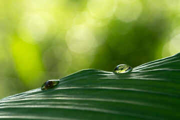Close-up green leaf with water drops in the rainy day for natural background.