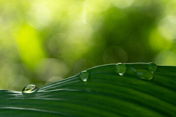 Close-up green leaf with water drops in the rainy day for natural background.