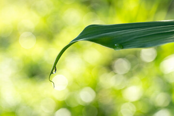 Close-up green leaf with water drops in the rainy day for natural background.