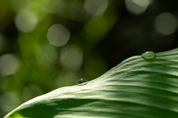 Close-up green leaf with water drops in the rainy day for natural background.