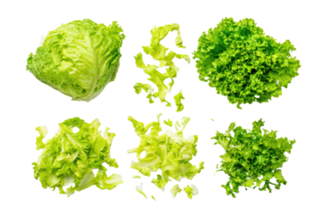 Minimal romaine-leaf motif on transparent background adds fresh accent to vegan-wrap packaging graphics