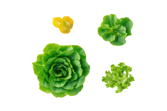 Minimal lettuce motif on transparent background supplies leafy texture for compostable-bag branding visuals