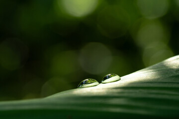 Close-up green leaf with water drops in the rainy day for natural background.