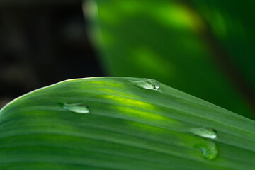 Close-up green leaf with water drops in the rainy day for natural background.
