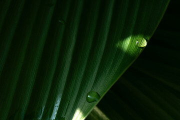 Close-up green leaf with water drops in the rainy day for natural background.