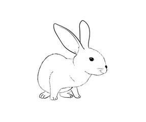 rabbit digital drawing illustration isolated