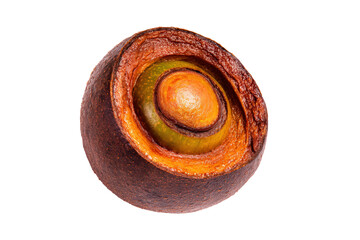 Whole jatob&aacute; pod (Brazilian stinking-toe) isolated on transparent background ideal for exotic rainforest-superfood education