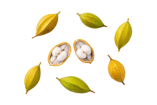 Whole inga pod top-view isolated on transparent background