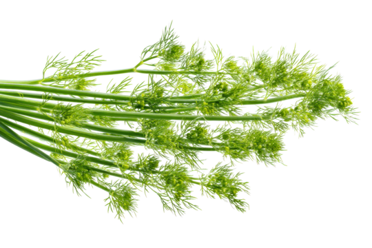 Minimalist fennel frond pattern isolated on transparent background, excellent for spice-jar labels and Mediterranean-diet blogs