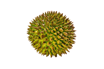 Minimal durian spiral motif isolated on transparent background, excellent for menu separators and specialty-fruit infographic tiles