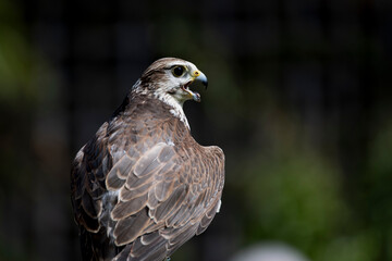 The Saker Falcon (Falco cherrug).