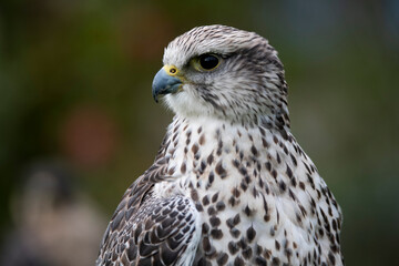 The Saker Falcon (Falco cherrug).