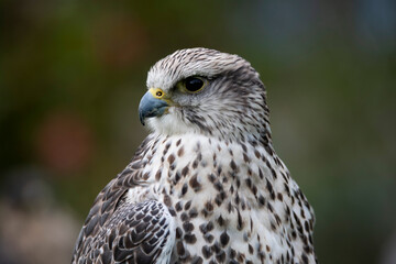 The Saker Falcon (Falco cherrug).