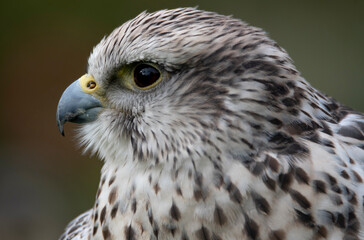 The Saker Falcon (Falco cherrug).