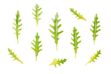 Symmetrical dandelion greens pattern isolated on transparent background, excellent for plant-based apps and smoothie-mix labels