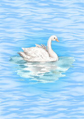 A beautiful white mute swan gracefully swims in a blue lake, reflecting its wild nature and feathered beauty