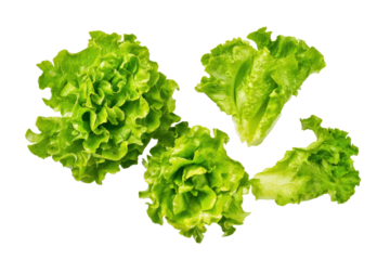 Curly leaf lettuce fronds arranged airy flat-lay, isolated on transparent background, perfect for gourmet salad branding