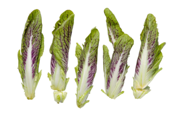 Neat chicory baton arrangement top view, isolated on transparent background, great for calorie-smart charts and farm-fresh brochures