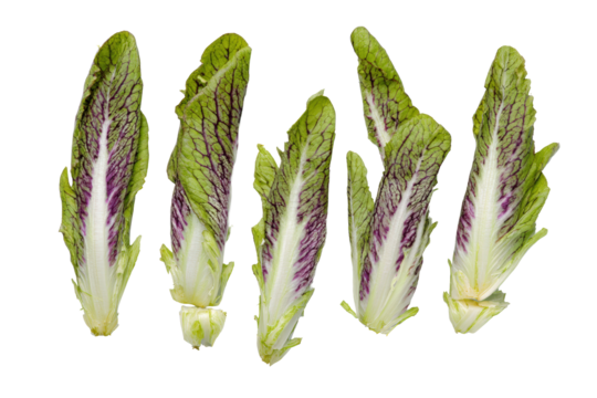 Neat chicory baton arrangement top view, isolated on transparent background, great for calorie-smart charts and farm-fresh brochures