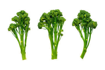 Detailed broccolini rows isolated on transparent background, great for menu-icon sets and plant-based meal planners