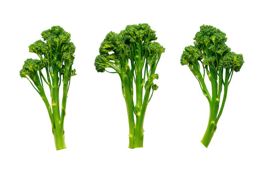 Detailed broccolini rows isolated on transparent background, great for menu-icon sets and plant-based meal planners