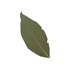 Indonesian Dried Bay Leaf Vector, Syzygium polyanthum, Daun Salam. Realistic graphic style. Eid kitchen spices design element. Perfect for education.