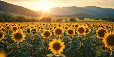 Fototapeta premium A cheerful sunflower field with mountains in the background, bathed in warm golden light