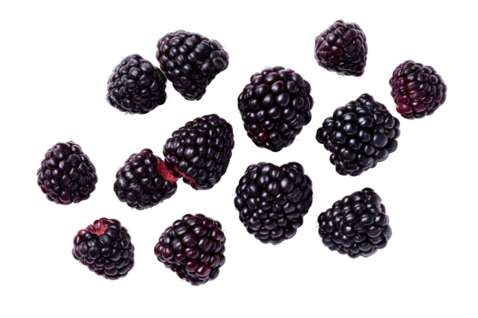 Symmetrical blackberry pattern isolated on transparent background, excellent for social-media recipe cards and nutrition apps