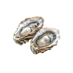Fresh Oysters on Transparent Background Close-up of Two Raw Oysters