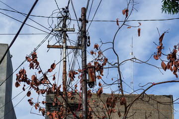 An intricate web of wires and branches against a bright sky creates a chaotic yet strangely...