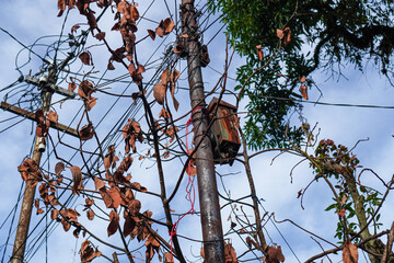 Looking upwards, an old utility pole with tangled wires and rusted metal contrasts against the soft...